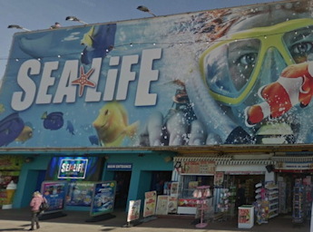 Sea Life