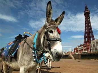 Picture of a donkey on the beach with the tower in background.
