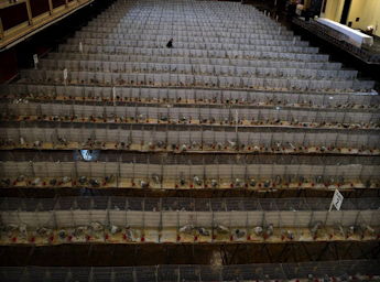 A room with hundreds of pigeons in individual cages.