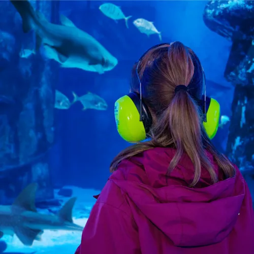 Quiet At The Aquarium